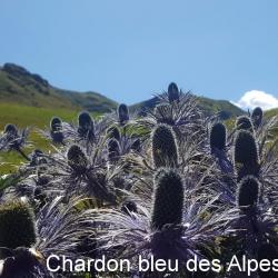 Chardon bleu des Alpes_01