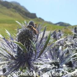 Chardon bleu des Alpes_02
