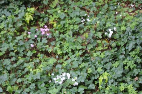 6 cyclamen hederifolium veneux 27 août 2017 004.jpg
