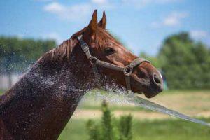 hydrater cheval