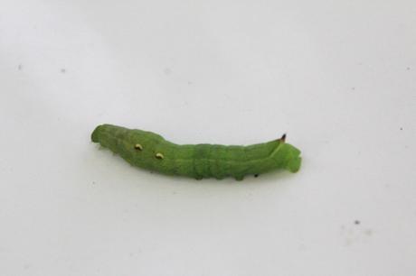 Deilephila elpenor, encore un sphinx deilephila elpenor romi 28 aout 2017 021 (1).jpg