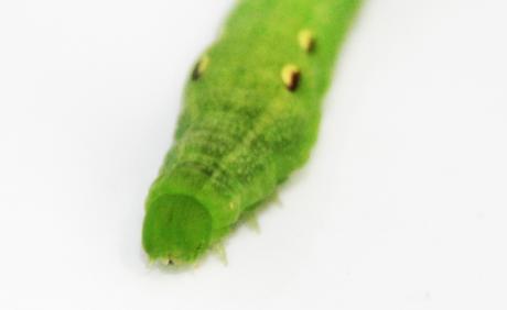 Deilephila elpenor, encore un sphinx deilephila elpenor romi 28 aout 2017 021 (4).jpg