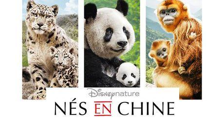 #Humeur … Emue devant « Nés en Chine »