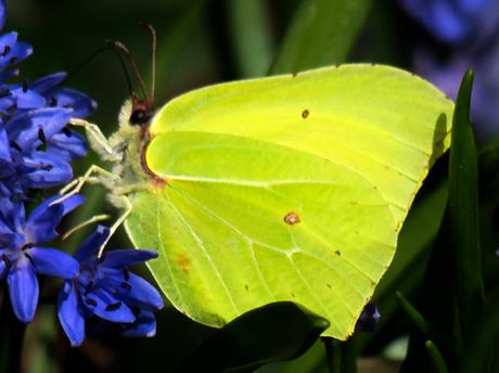 Citron (Gonepteryx rhamni)