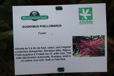 1 euo phellomanus barres 12 oct 2013 005 (2).jpg