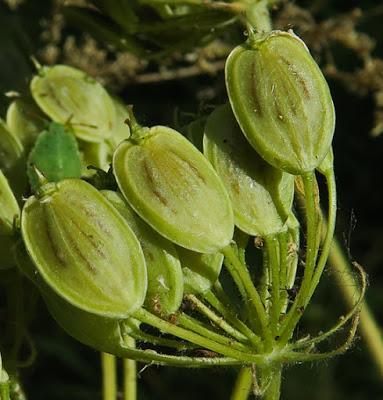Berce spondyle (Heracleum sphondylium)