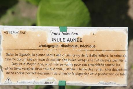 11 inula helenium marnay 22 juil  2012 081 (7).jpg