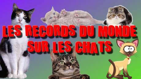10 records du monde sur les chats !