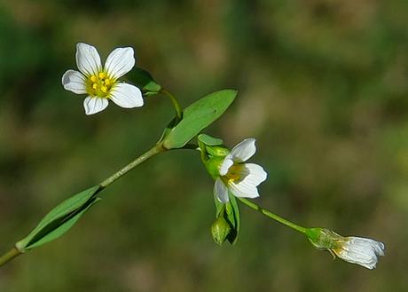 Lin purgatif (Linum catharticum)