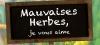 Oui, les mauvaises herbes peuvent être utiles au jardin !