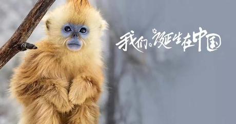 [Cinéma] Nés en Chine : Très beau film animalier
