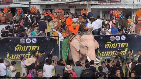 Surin, les éléphants paradent pour la fin du Carême Bouddhiste (vidéo)