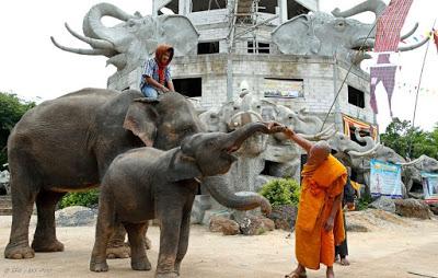 Surin, les éléphants paradent pour la fin du Carême Bouddhiste (vidéo)
