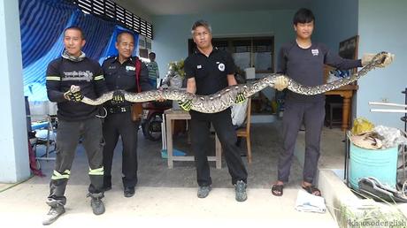 Bangkok, un Python s'invite a la maison et avale un chat (vidéo)