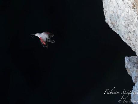 L’oiseau-papillon Le tichodrome échelette repère un insecte volant à proximité de la paroi. Il décolle et le saisit en vol.