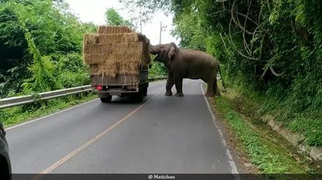 Parc national de  Khao Yaï, un éléphant sauvage braque un camion (vidéo)