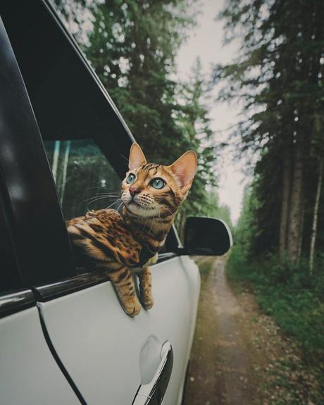 Suki le chat voyage, et vous avec !