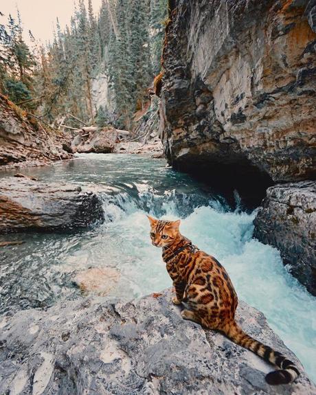 Suki le chat voyage, et vous avec ! Suki le chat voyage, et vous avec !