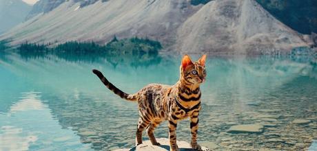 Suki le chat voyage, et vous avec ! Suki le chat voyage, et vous avec !
