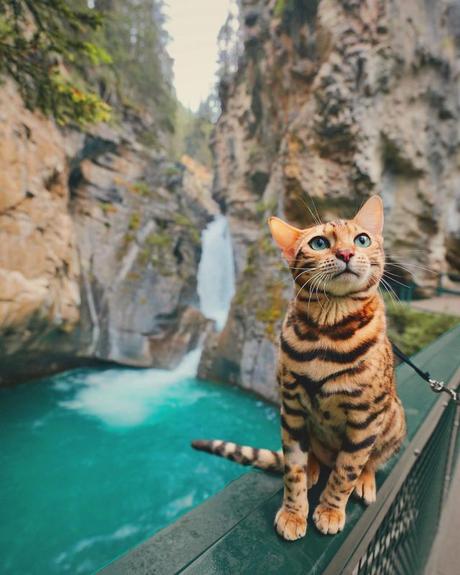 Suki le chat voyage, et vous avec ! Suki le chat voyage, et vous avec !