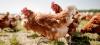 Carrefour ne veut plus vendre d'oeufs de poules élevées en cage