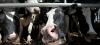 Protection animale : les abattoirs français vont être mis sous surveillance vidéo