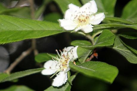 7 mespilus blg 25 mai 2013 p 002.jpg