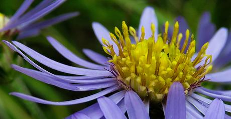 Aster amelle (Aster amellus)