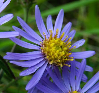 Aster amelle (Aster amellus) Aster amelle (Aster amellus)