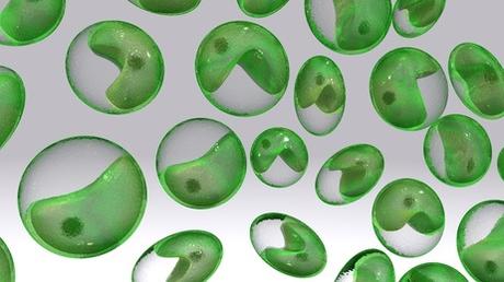 ARTHRITE : Les algues et leurs alginates contre la dégradation du cartilage