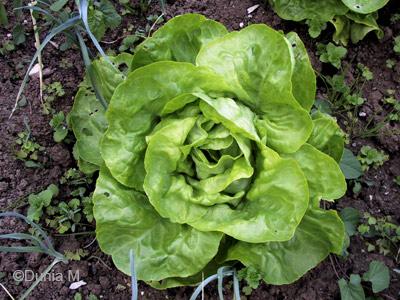 Mon potager Laitue pommée