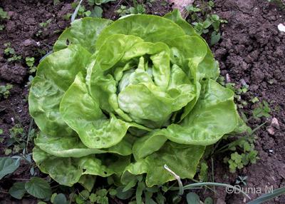 Mon potager Laitue pommée