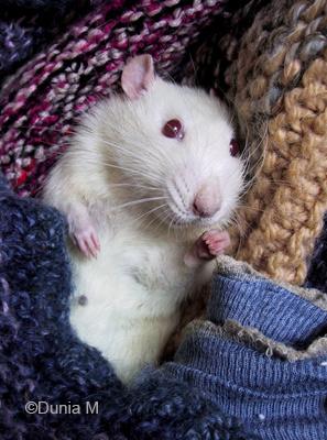 Castration Rat encore sous l'effet de l'anesthésie