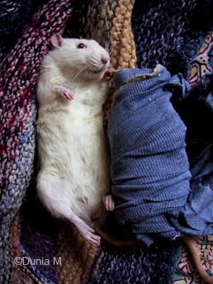 Castration Rat encore sous l'effet de l'anesthésie