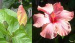 Hibiscus_rosa_sinensis Hibiscus_rosa_sinensis
