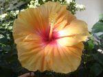 Hibiscus_03 Hibiscus_03