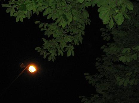 Il faisait d’elle ce qu’elle voulait. feuilles.1214125728.jpg