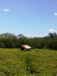 Charrette et boeuf tirant