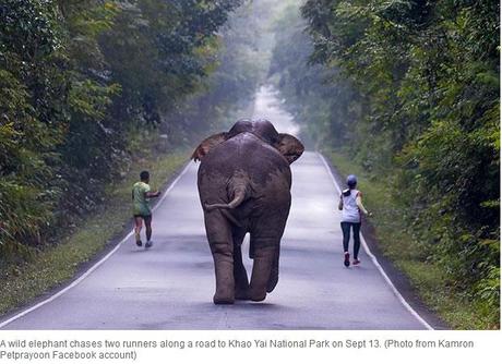 Khao-Yaï, Éléphant et coureurs, quand le selfie occulte la notion de danger