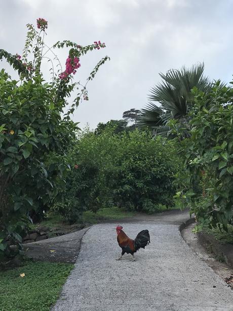- ♥ Hiva Oa - Les îles Marquises ♥- - # La Polynésie Française # - DREAM & FOOD TRAVEL GUIDE - ♥ Hiva Oa - Les îles Marquises ♥- - # La Polynésie Française # - DREAM & FOOD TRAVEL GUIDE