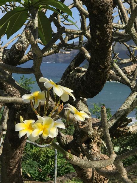 - ♥ Hiva Oa - Les îles Marquises ♥- - # La Polynésie Française # - DREAM & FOOD TRAVEL GUIDE - ♥ Hiva Oa - Les îles Marquises ♥- - # La Polynésie Française # - DREAM & FOOD TRAVEL GUIDE