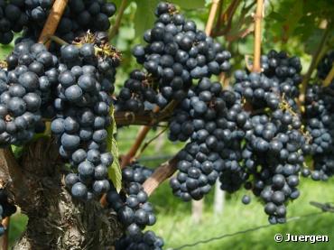 Bientôt une pénurie de vins bio en France ? Bientôt une pénurie de vins bio en France ?