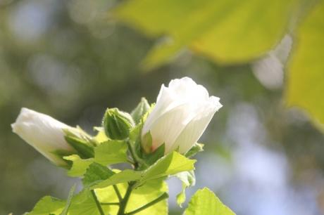 4 hibiscus paramutabilis romi 12 sept 2017 006.jpg