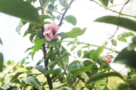 7 hibiscus syriacus romi 12 sept 2017 009.jpg