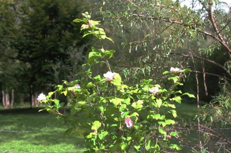 6 hibiscus syriacus romi 12 sept 2017 003.jpg