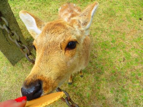 Voyage au Japon : une balade à Nara Voyage au Japon : une balade à Nara