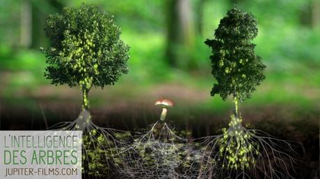L'intelligence des arbres, le documentaire qui vous fera voir les forêts autrement L'intelligence des arbres, le documentaire qui vous fera voir les forêts autrement