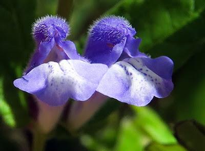 Scutellaire en casque (Scutellaria galericulata) Scutellaire en casque (Scutellaria galericulata)