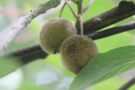 7 actinidia jenny veneux 26 sept 2017 011.jpg