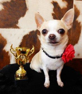 Course de l’Espace à Schiltigheim: UN TROPHÉE À LA TAILLE DE L’ANIMAL Course de l’Espace ŕ Schiltigheim: UN TROPHÉE Ŕ LA TAILLE DE L’ANIMAL